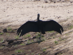 Anastomus lamelligerus