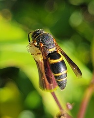 Euodynerus hidalgo boreoorientalis