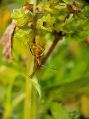 Leptoglossus zonatus