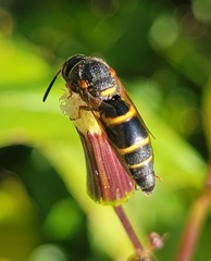Euodynerus hidalgo boreoorientalis
