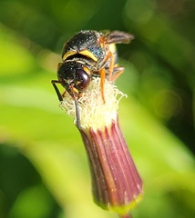Euodynerus hidalgo boreoorientalis