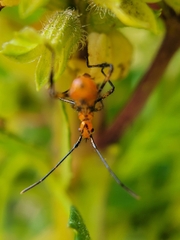 Leptoglossus zonatus