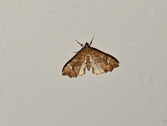 Musotima nitidalis