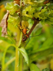 Leptoglossus zonatus