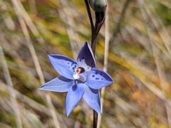 Thelymitra × truncata