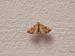 Musotima nitidalis