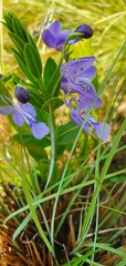 Rotheca hirsuta
