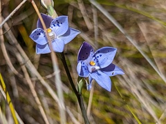 Thelymitra juncifolia