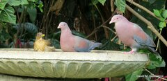 Patagioenas flavirostris