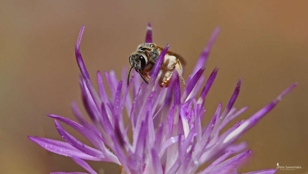 Lasioglossum angustipes