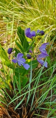 Rotheca hirsuta