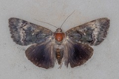 Catocala epione