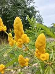 Senna reticulata