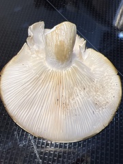 Pleurotus populinus