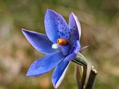 Thelymitra × truncata