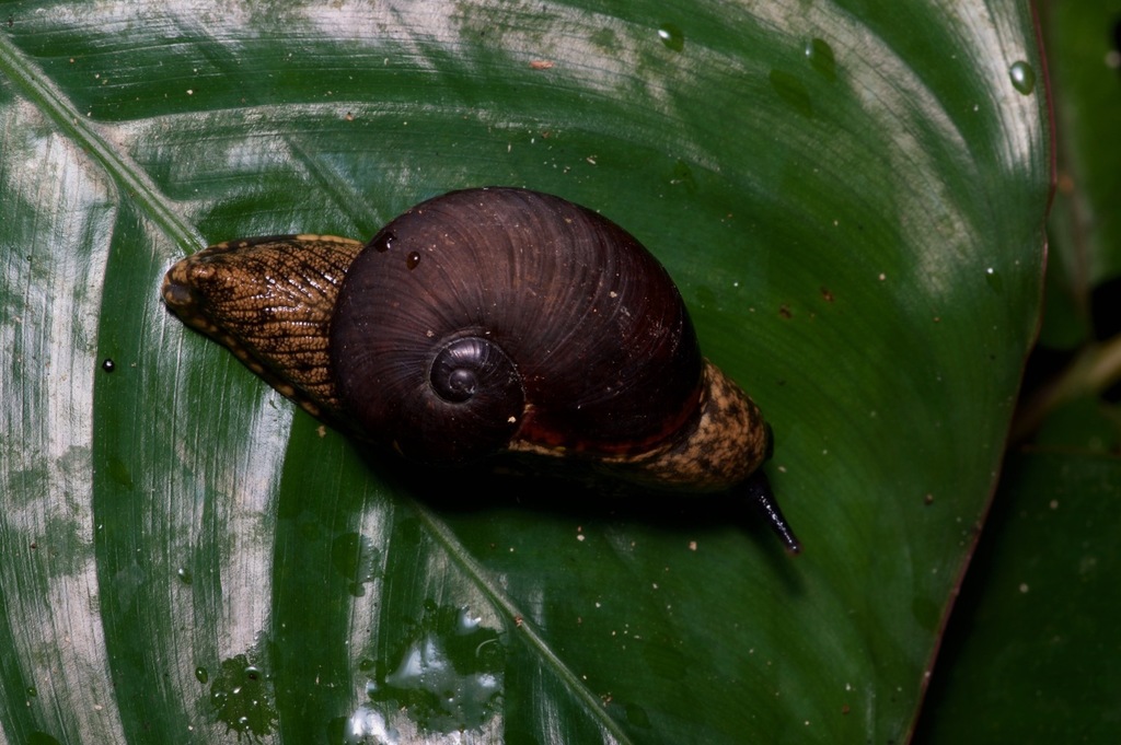Tailed Snails from East Akim, Eastern, Ghana on August 12, 2018 at 11