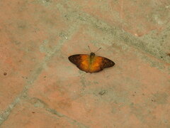 Augiades crinisus
