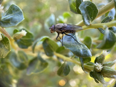 Oestroidea