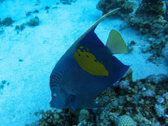 Pomacanthus maculosus