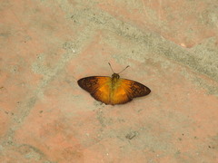 Augiades crinisus