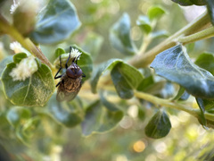Oestroidea