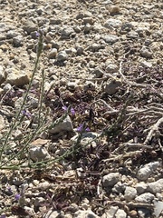 Verbena canescens