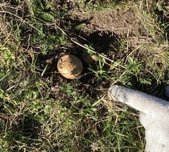 Lycoperdon lividum
