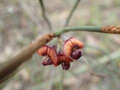 Daviesia brevifolia