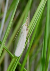 Ematheudes punctella