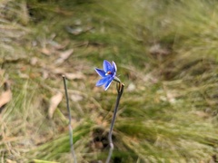 Thelymitra × truncata