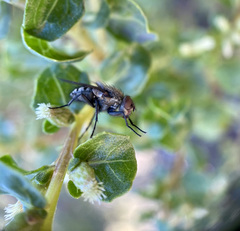 Oestroidea