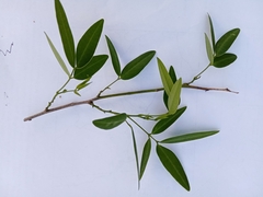 Senna corymbosa