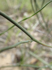 Daviesia brevifolia