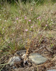 Centaurium tenuiflorum