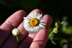 Erigeron delphinifolius