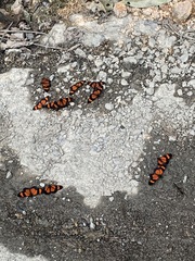 Acraea acara