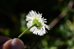 Erigeron delphinifolius