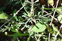 Erigeron delphinifolius