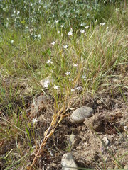 Centaurium tenuiflorum