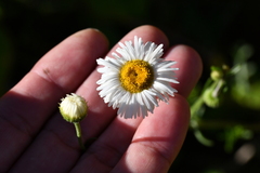 Erigeron delphinifolius