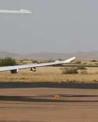 Cynictis penicillata