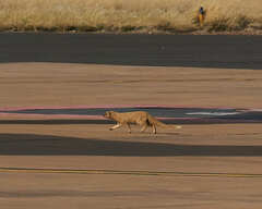 Cynictis penicillata