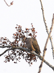 Streptopelia semitorquata