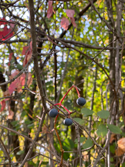 Viburnum prunifolium