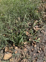 Urochloa texana