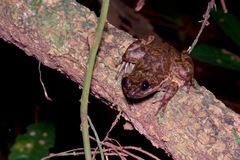 Atewa Slippery Frog photo 2