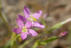 Centaurium tenuiflorum