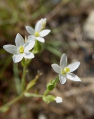 Centaurium tenuiflorum