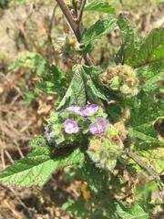 Fuertesimalva limensis