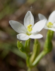 Centaurium tenuiflorum